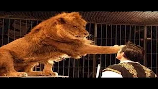 قرار عاجل بشأن لوبا الحلو في واقعة هجوم شبل أسد على طفلة بالسيرك القومي