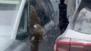 أسراب نحل تغزو مدينة "نتيفوت" الإسرائيلية وتُثير الهلع بين السكان (فيديو)