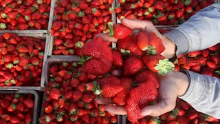 من القليوبية إلى الشرقية.. "جمعة صبيح" يروي رحلة استثمار 50 فدانًا في زراعة الفراولة -صور