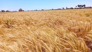 وزارة الزراعة: الاكتفاء الذاتي من قمح الخبز المدعم خلال 4 سنوات