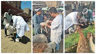 الجيزة: تحصين 176 ألف رأس ماشية ضد الجلد العقدي وجدري الضأن