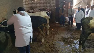 محافظ الدقهلية: تحصين 150 ألف رأس ماشية ضد الجلد العقدي وجدري الأغنام