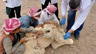   تقديم علاج مجاني لـ 200 حالة مرضية للحيوانات في وديان جنوب سيناء -صور   