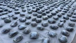 الداخلية تضبط 2.5 طن مخدرات بالسويس بقيمة 175 مليون جنيه