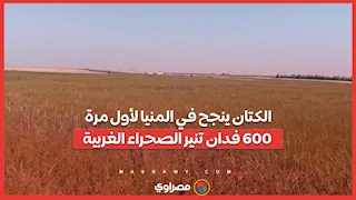 الكتان ينجح في المنيا لأول مرة.. 600 فدان تنير الصحراء الغربية
