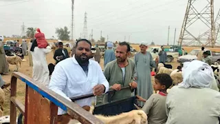 تحصين 45 ألف رأس ماشية بأسوان ضد الجلد العقدى والجدري -صور