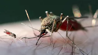  "عمرها قصير".. 7 كائنات تُولد وتتكاثر وتموت خلال أيام