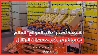 القليوبية تُصدّر «ذهب الموالح» للعالم.. بث مباشر من قلب محطات البرتقال