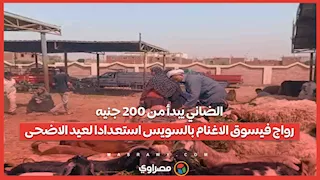 الضاني يبدأ من 200 جنيه.. رواج في سوق الاغنام بالسويس استعدادا لعيد الاضحى