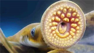 أخطر 5 أسماك في العالم.. أبرزها مصاص الدماء وسمكة الموت السام