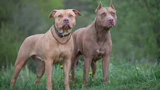 كلاب "بيتبول" تنقلب على مربيها.. تفاصيل وفاة شاب في الثلاثينيات بالمغرب