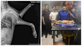 استجابة إنسانية.. شرطة النجدة تنقذ كلبًا مصابًا وتنقله للعلاج في بورسعيد