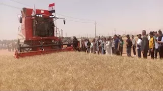 إطلاق مبادرة "الحصاد الذهبي" بالوادي الجديد لمساندة مزارعي القمح (صور)