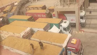 حصاد 55 ألف فدان قمح وتوريد 26 ألف طن للصوامع بالوادي الجديد