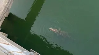 رعب في بير شمس .. حقيقة ظهور تمساح في ترعة الباجورية بالمنوفية