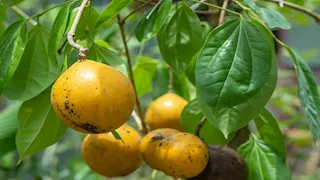  قد تتحول إلى سم قاتل.. أخطر 6 فواكه في العالم رغم شكلها الجذاب