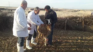 "الزراعة": تحصين أكثر من 3 مليون رأس ماشية ضد الجلد العقدي وجدري الأغنام