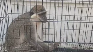 بعد حالة جدل.. الإمساك بالنسناس الهارب بقرية الزنكلون في الشرقية 