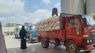 بالصور- توريد 890 طن قمح في كفر الشيخ 