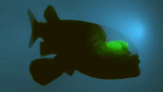 تبدو من عالم آخر.. أغرب 10 أسماك في العالم (صور)