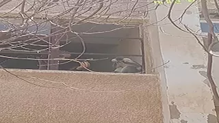 "بيتنطط بين الشجر".. استنفار في المنوفية لمطاردة قرد هارب من حديقة 