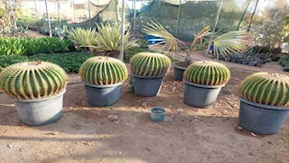 صيدلية في قلب الصحراء.. كنز طبي داخل أكبر مزرعة صبار بجنوب سيناء