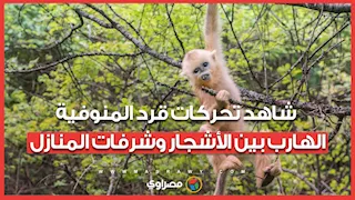 مغامرة فوق النوافذ.. شاهد تحركات قرد المنوفية الهارب بين الأشجار وشرفات المنازل