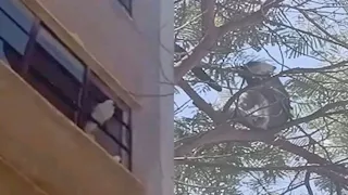 دخل البلكونات.. قرد المنوفية الهارب يقتحم شرفات المنازل - فيديو وصور