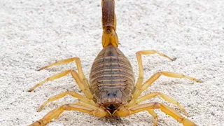 إصابة مسن وشاب بلدغات عقارب سامة في الوادي الجديد