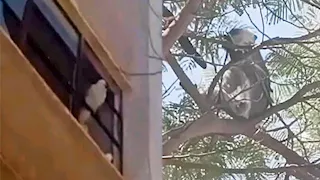 بعد فشل محاولات تخديره.. 6 جهات تطارد "نسناس المنوفية" الهارب بالسادات