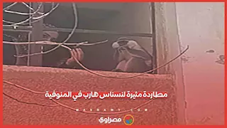بعد فشل تخديره.. مطاردة مثيرة لنسناس هارب في المنوفية