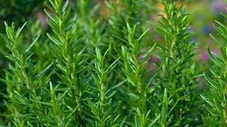 5 فوائد مذهلة لتناول منقوع إكليل الجبل