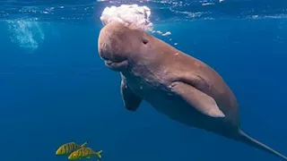 مشهد نادر في البحر الأحمر.. ظهور عروس بحر صغيرة بمياه سفاجا (صور)