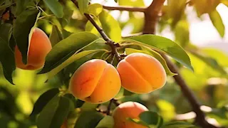 لن تتوقعها.. 5 فوائد للمشمش على صحة الجسم