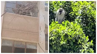  لغز نسناس مدينة السادات المحير: أين ذهب الهارب من الحديقة؟ -صور