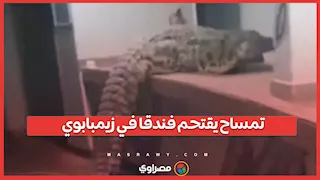 تمساح ضخم يثير الذعر ويقتحم فندقا في زيمبابوي بحثا عن الطعام