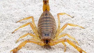 إصابة 5 أشخاص بلدغات عقارب سامة في الوادي الجديد