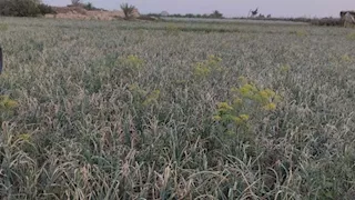 أزمة البصل في الفيوم.. تكلفة مرتفعة وسوق مضطرب يهددان المزارعين (صور)