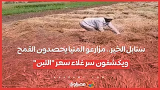 سنابل الخير.. مزارعو المنيا يحصدون القمح ويكشفون سر غلاء سعر "التبن"