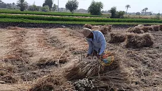 القمح في مواجهة الملوخية.. لماذا وصل سعر طن التبن لـ 10 آلاف جنيه بالمنيا؟