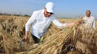 محافظ المنيا بالمنجل وسط المزارعين.. كدواني يشارك المزارعين فرحة حصاد القمح- صور