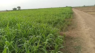 "الثلث المشاغب" يضرب الزراعة.. تحذير من تقلبات جوية حادة تهدد المحاصيل