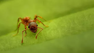   حيل بسيطة وموفرة لطرد الحشرات والصراصير من المنزل