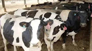 205 جنيهات لكيلو البقري قائم.. أسعار الأضاحي هذا العام 