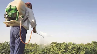 حقيقة تسريع نضج العنب بالمبيدات.. توضيح رسمي من "الزراعة"