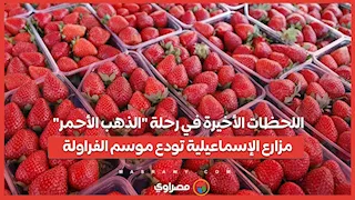 اللحظات الأخيرة في رحلة "الذهب الأحمر".. مزارع الإسماعيلية تودع موسم الفراولة