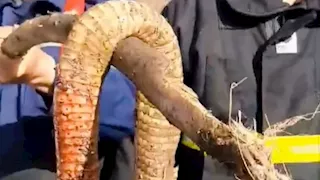 كوبرا فوق أشجار البرتقال.. تفاصيل اصطياد أفعى ضخمة في الغربية