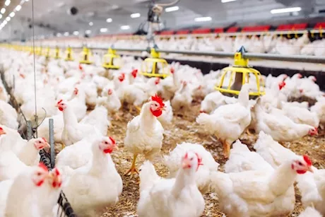 الدجاج في مصر- ما حقيقة الشائعات المنتشرة حوله؟ "فيديوجرافيك"