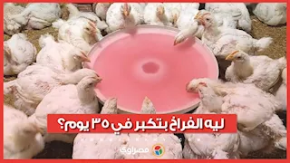ليه الفراخ بتكبر في 35 يوم؟.. صاحب مزرعة دواجن يكشف الحقيقة الكاملة عن المنشطات والتحصينات