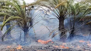 النيران تحاصر "أم الصغير".. 3 سيارات إطفاء للسيطرة على حريق نخيل بالوادي الجديد